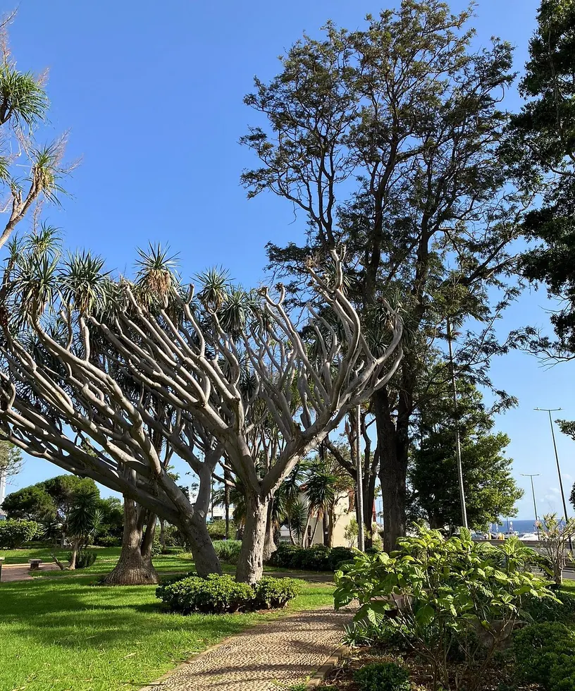 Cacti and trees at Funchal Airport Garden Arboretum